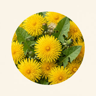 Dandelion